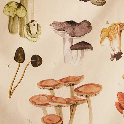 Decobites Mushroom Identification Chart Wall Art - Mycology Champignon Illustration Boho Decor