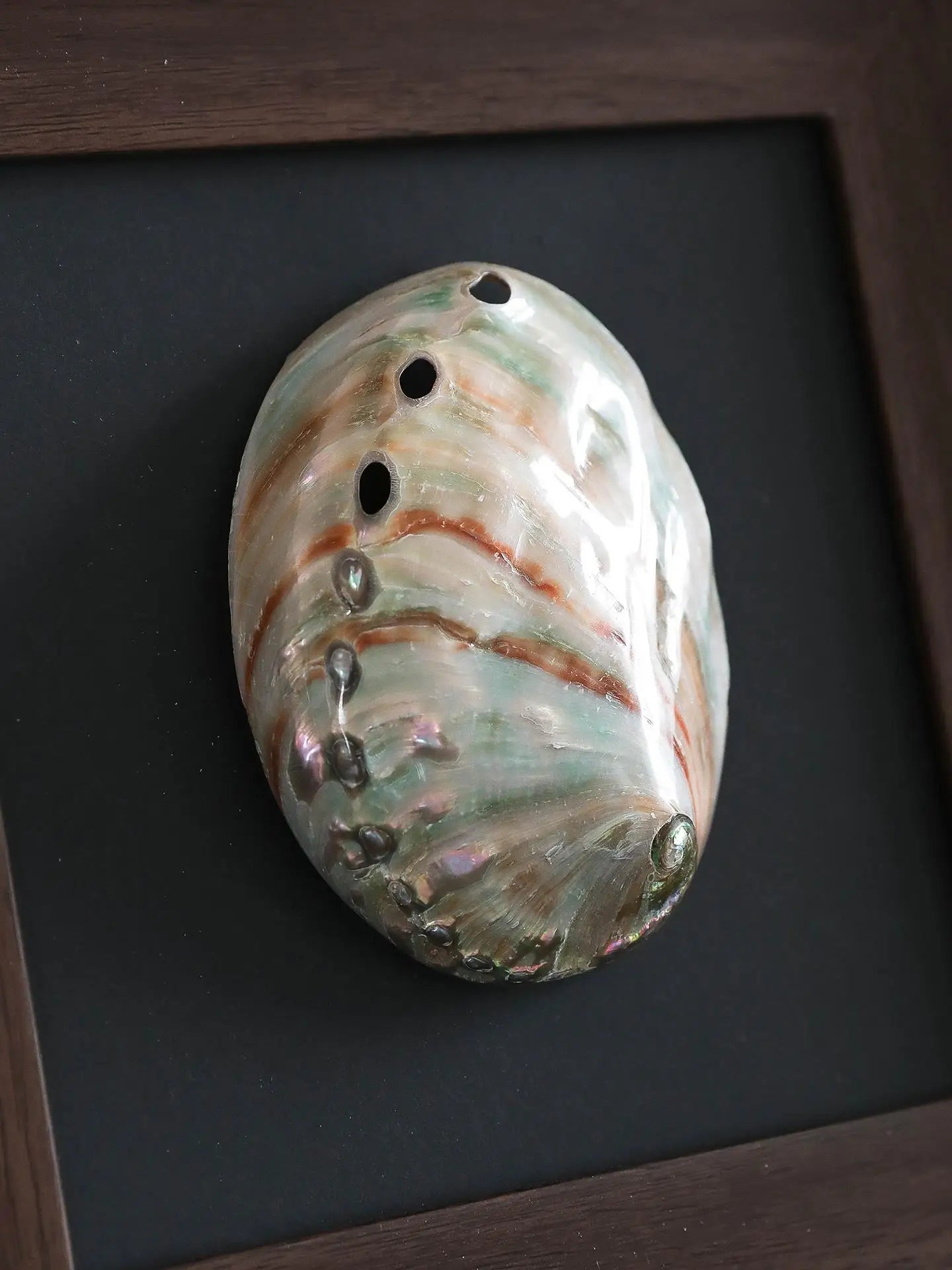 Adornos de pared colgantes con marco decorativo de concha de caracola DecorBites™