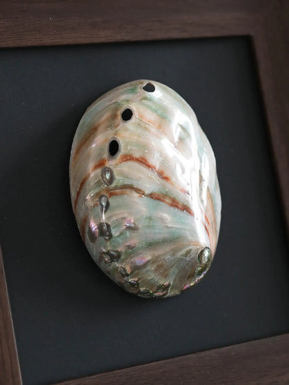 Adornos de pared colgantes con marco decorativo de concha de caracola DecorBites™