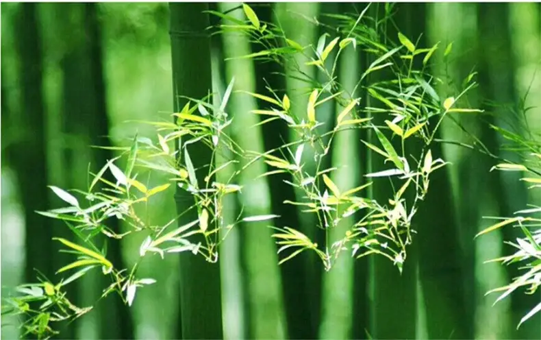 DecorBites™ Handcrafted Chinese Bamboo Pendant Lamp
