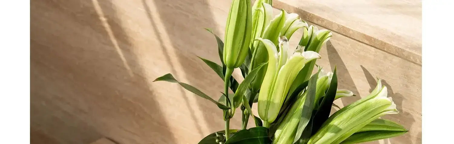 a cluster of fresh green lily buds with unopened petals displayed in a luxury stainless steel vase from the decorbites stainless steel vase collection for home decor