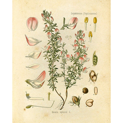 "Orvokki" Vintage Botanical Prints Canvas Collection