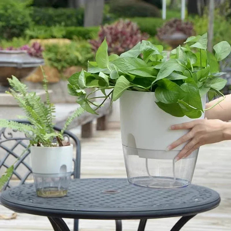 Self-Watering Transparent Succulent Pot