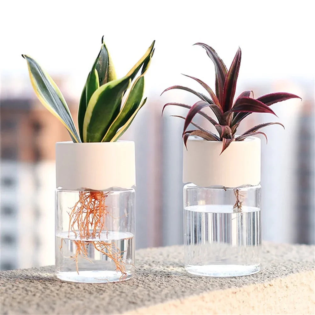 Transparent Mini Hydroponic Plant Pot