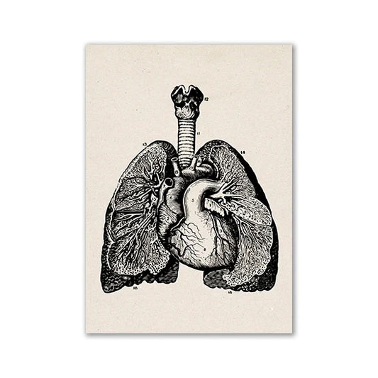 Anatomy Art Print: Vintage Medical Science Illustration - 03 / 20x25cm No Frame / CHINA