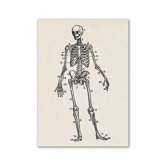 Anatomy Art Print: Vintage Medical Science Illustration