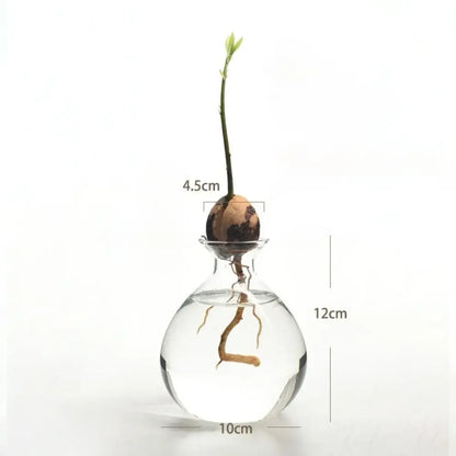 Avocado Seed Starter Hydroponic Vase - C - Vase