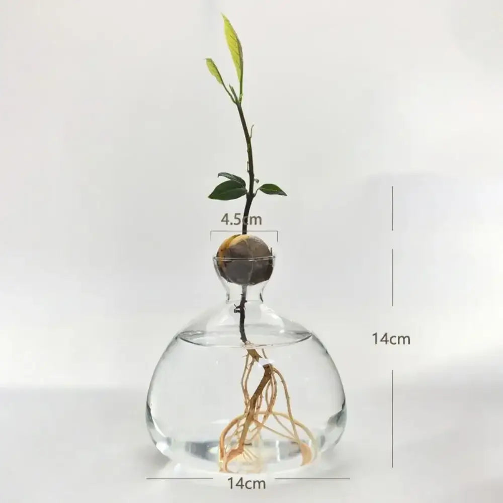 Clear glass hydroponic vase with rounded base holding an avocado seed starter sprout with green leaves and roots submerged