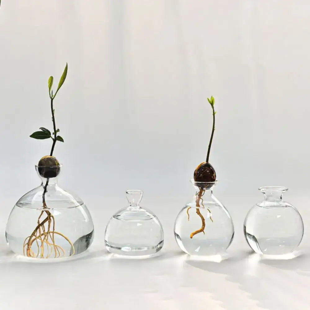 Clear glass hydroponic vase with rounded body and narrow neck holding an avocado seed starter sprout in water