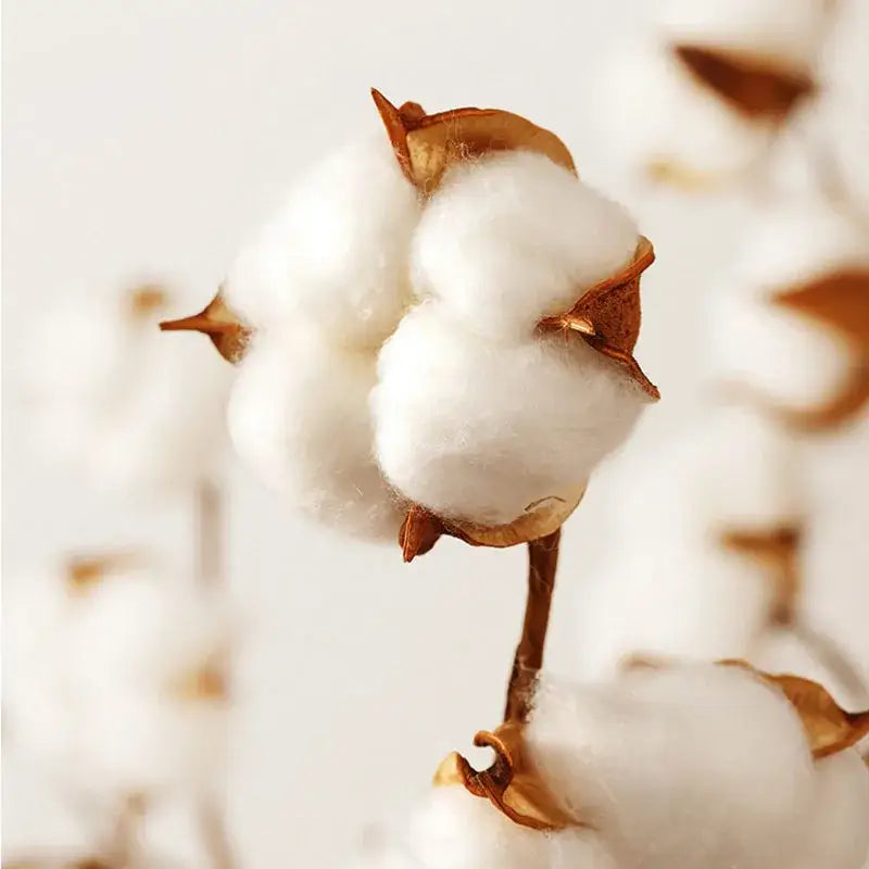 A fluffy white cotton boll with brown husk representing cotton material in blue and white striped fitted sheet set