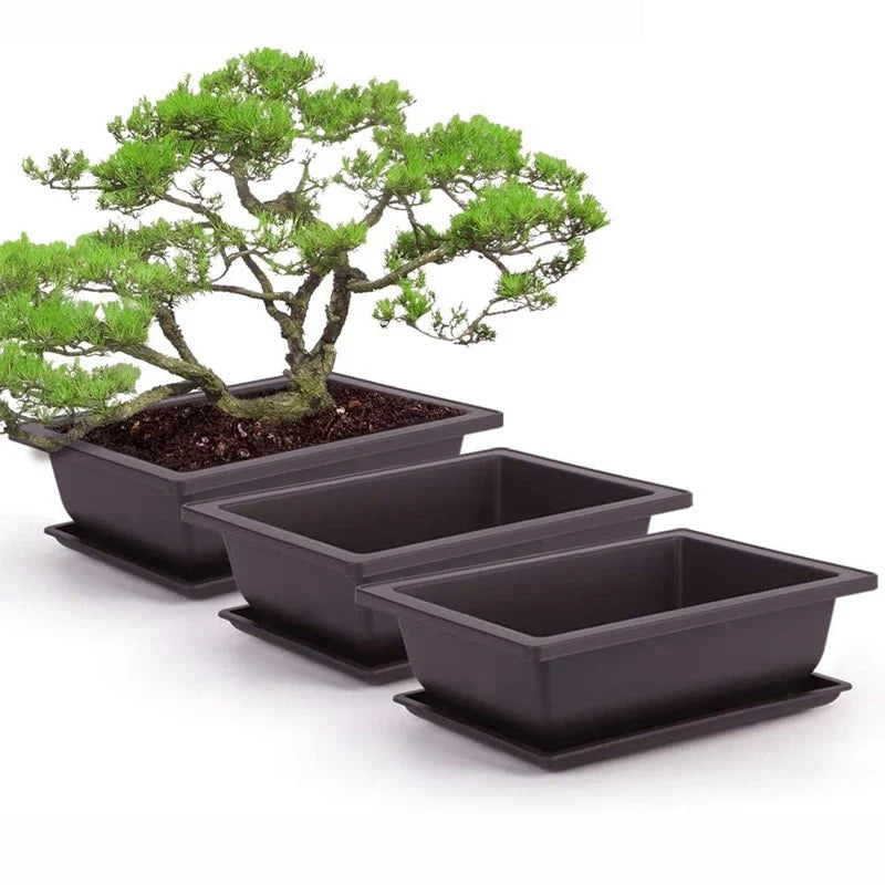A miniature pine bonsai tree with vibrant green foliage in a sleek black ceramic rectangular plant pot for outdoor use