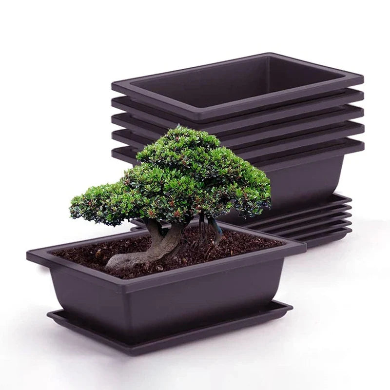 Black rectangular bonsai plant pot with matching saucer holding a compact green bonsai tree for outdoor garden use