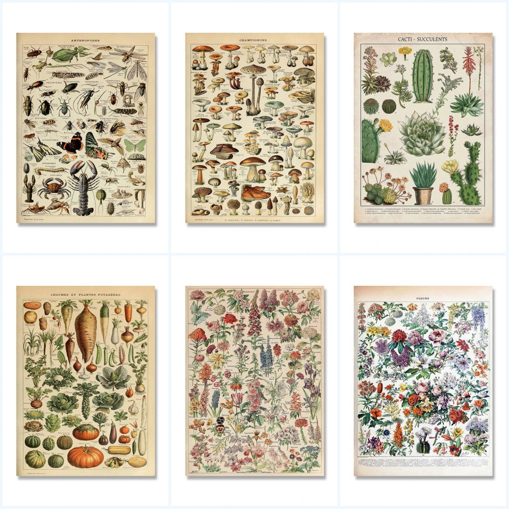 Botanical Vintage Encyclopedia Prints Wall Art