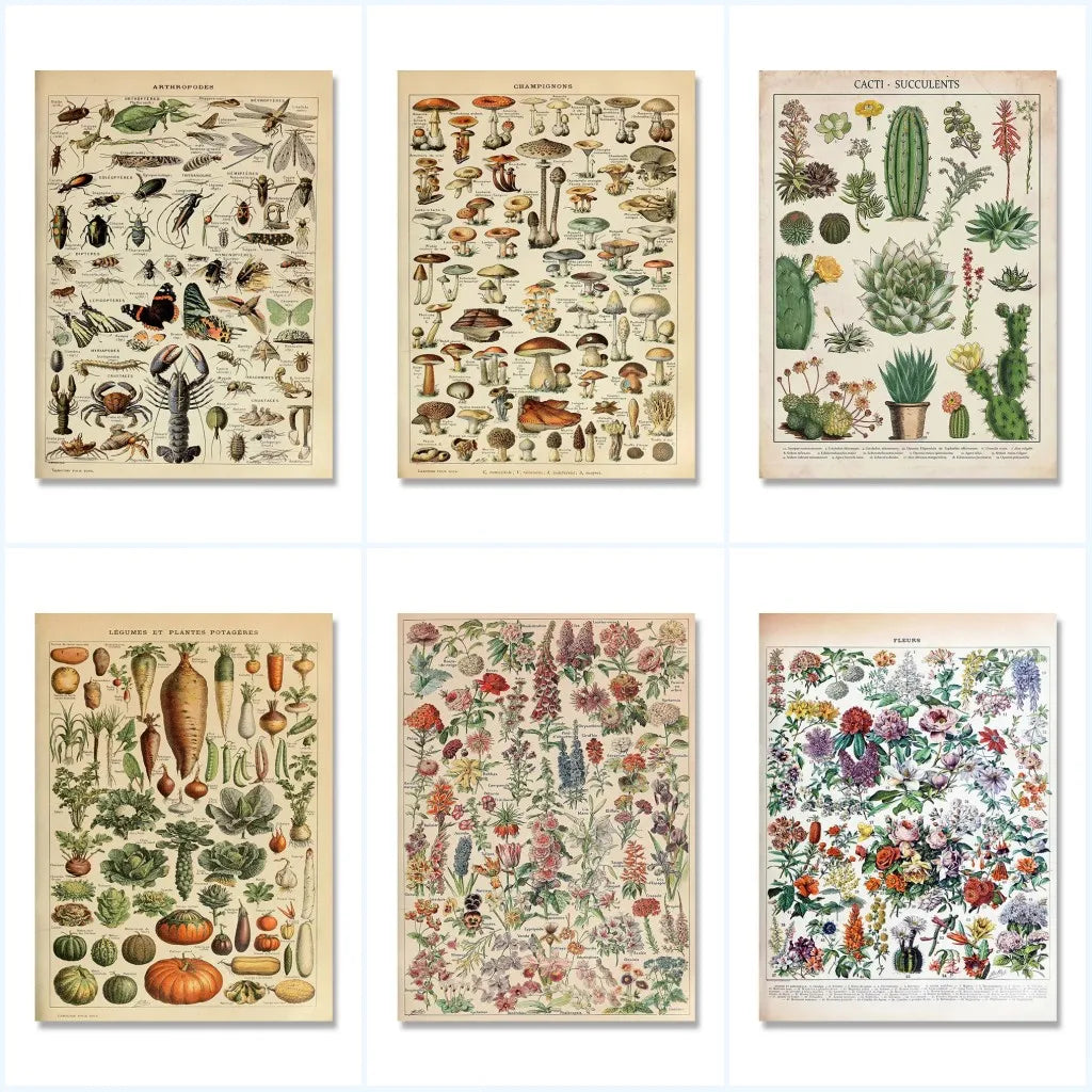 Botanical Vintage Encyclopedia Prints Wall Art - Posters
