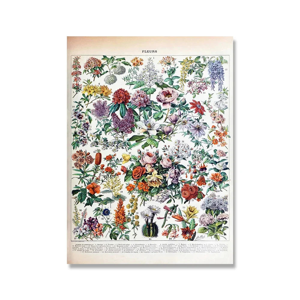Botanical Vintage Encyclopedia Prints Wall Art - J / 50x70cm No Frame - Posters
