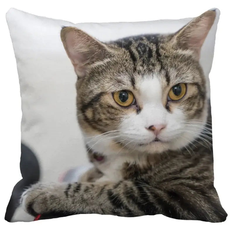Bubble black cats white square cushion cover featuring a tabby cat print with yellow eyes for living room decorbites bubble black cats decor
