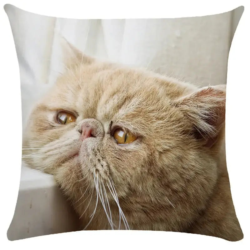 Square throw pillow featuring a detailed orange exotic shorthair cat print for decorbites bubble black cats cushion cover