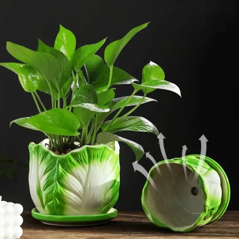 Creative green and white ceramic cabbage flowerpot with matching saucer for indoor garden decorbites cabbage flowerpot