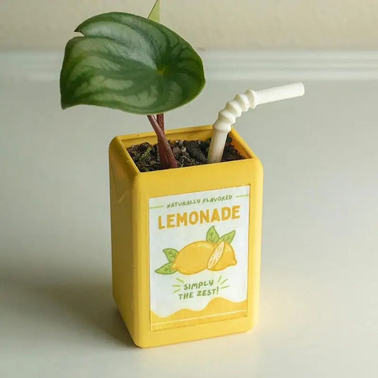Cute Kawai Flower Pot for Succulents & Cacti - Vase