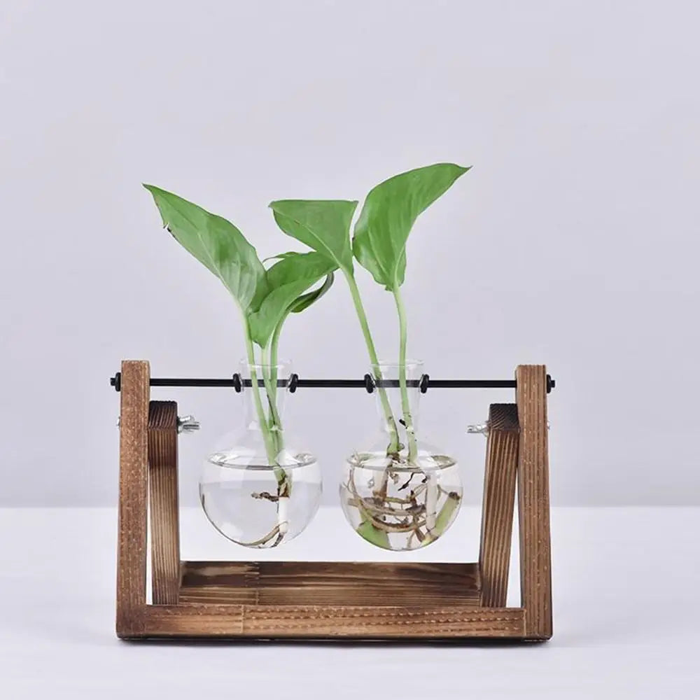 Wooden frame holding two clear glass vases with green plants growing hydroponically for tabletop decoration