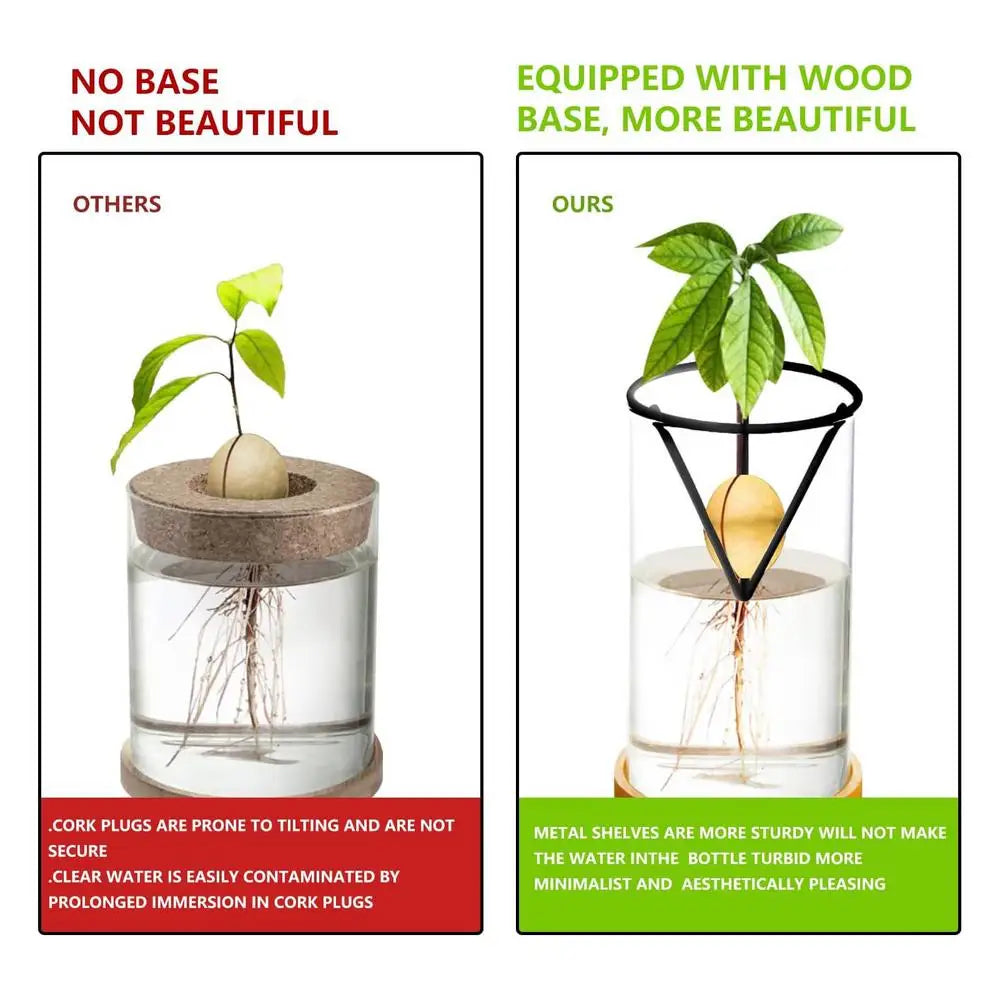 3-Piece Clear Glass Hydroponic Avocado Planting Set - Vase