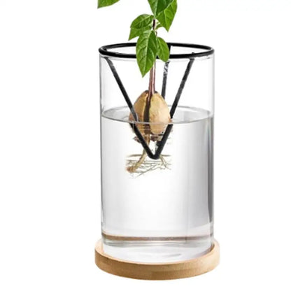 3-Piece Clear Glass Hydroponic Avocado Planting Set - United States - Vase