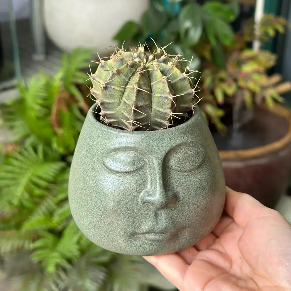 A matte sage-green decorbites abstract face ceramic planter holding a spiky green cactus for home decor