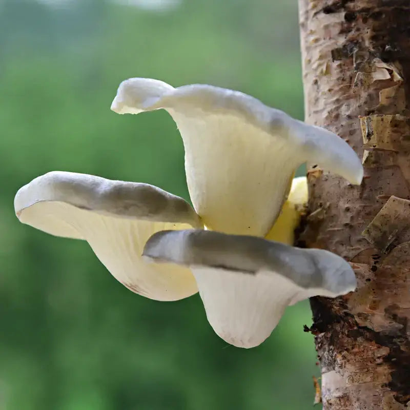 Pale artificial mushroom fungus with gray edges clustered on tree trunk as hanging tree decor for outdoor gardens