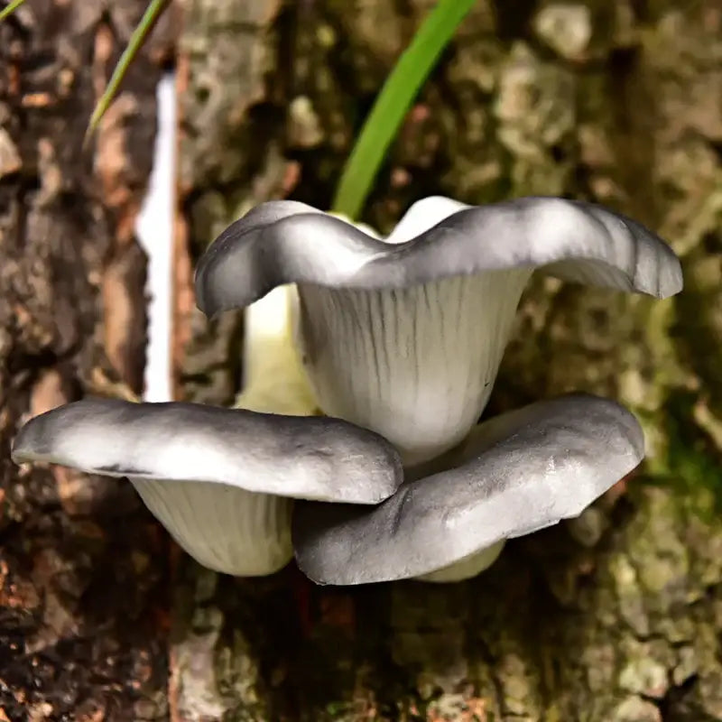 Grayish-blue artificial mushroom fungus with curled fleshy caps in a cluster for hanging tree decor by DecorBites™