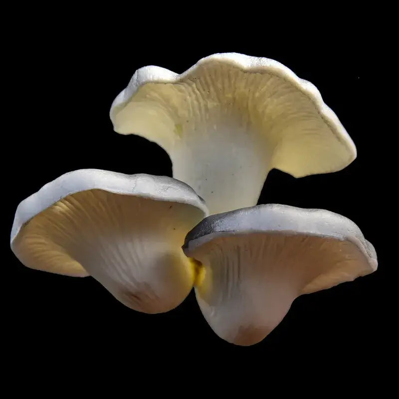 DecorBites™ artificial mushroom fungus featuring three pale cream chanterelles with curved caps for hanging tree decor