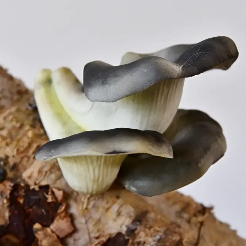 A cluster of dark gray and cream artificial mushroom fungus with wavy caps on hanging tree decor for outdoor gardens