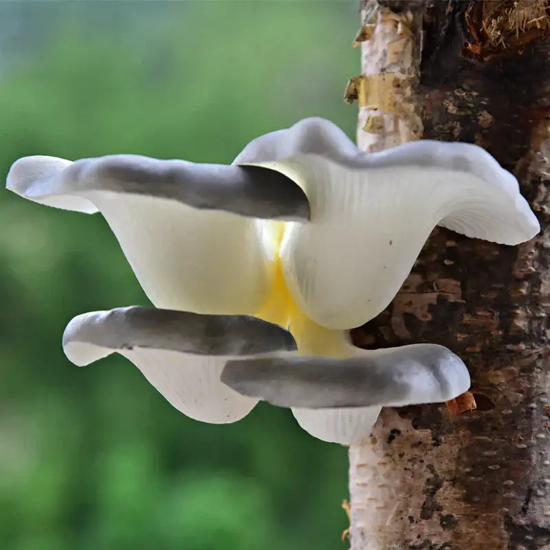 A cluster of grayish-white artificial mushroom fungus with subtle yellow centers in decorbites™ hanging tree decor for outdoor gardens