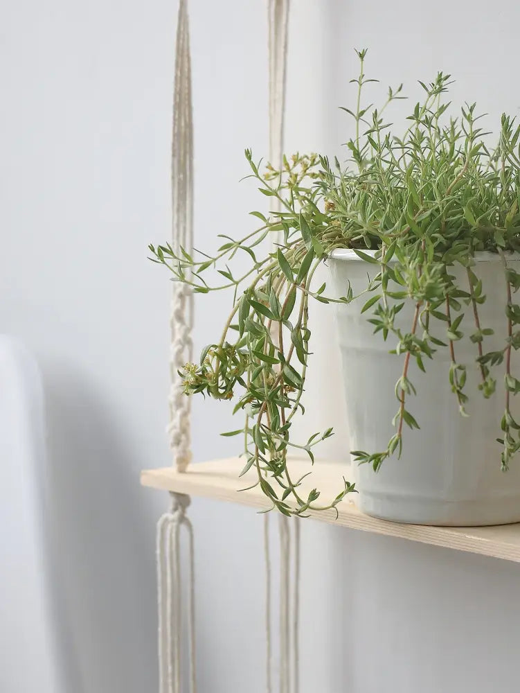 A boho macrame wall shelf by decorbites suspends a matte white ceramic pot with a lush green trailing succulent for home decor