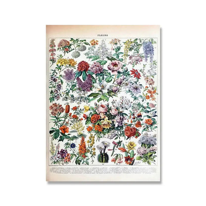 Vintage botanical illustration poster with vibrant colorful flowers in intricate detail from adolphe millot encyclopedia prints