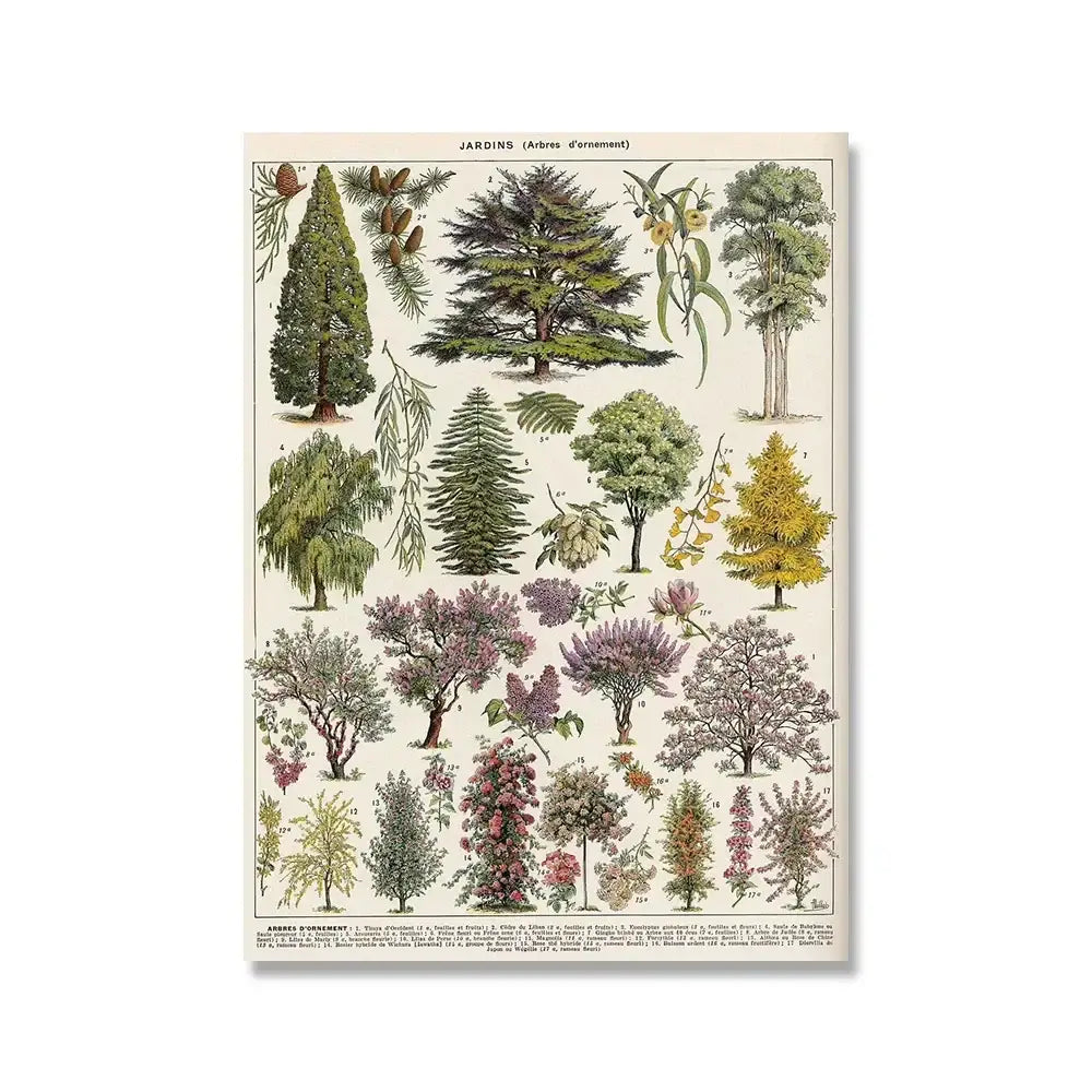 Vintage botanical illustration poster from decorbites featuring adolphe millot encyclopedia ornamental trees in muted greens and purples on aged cream paper