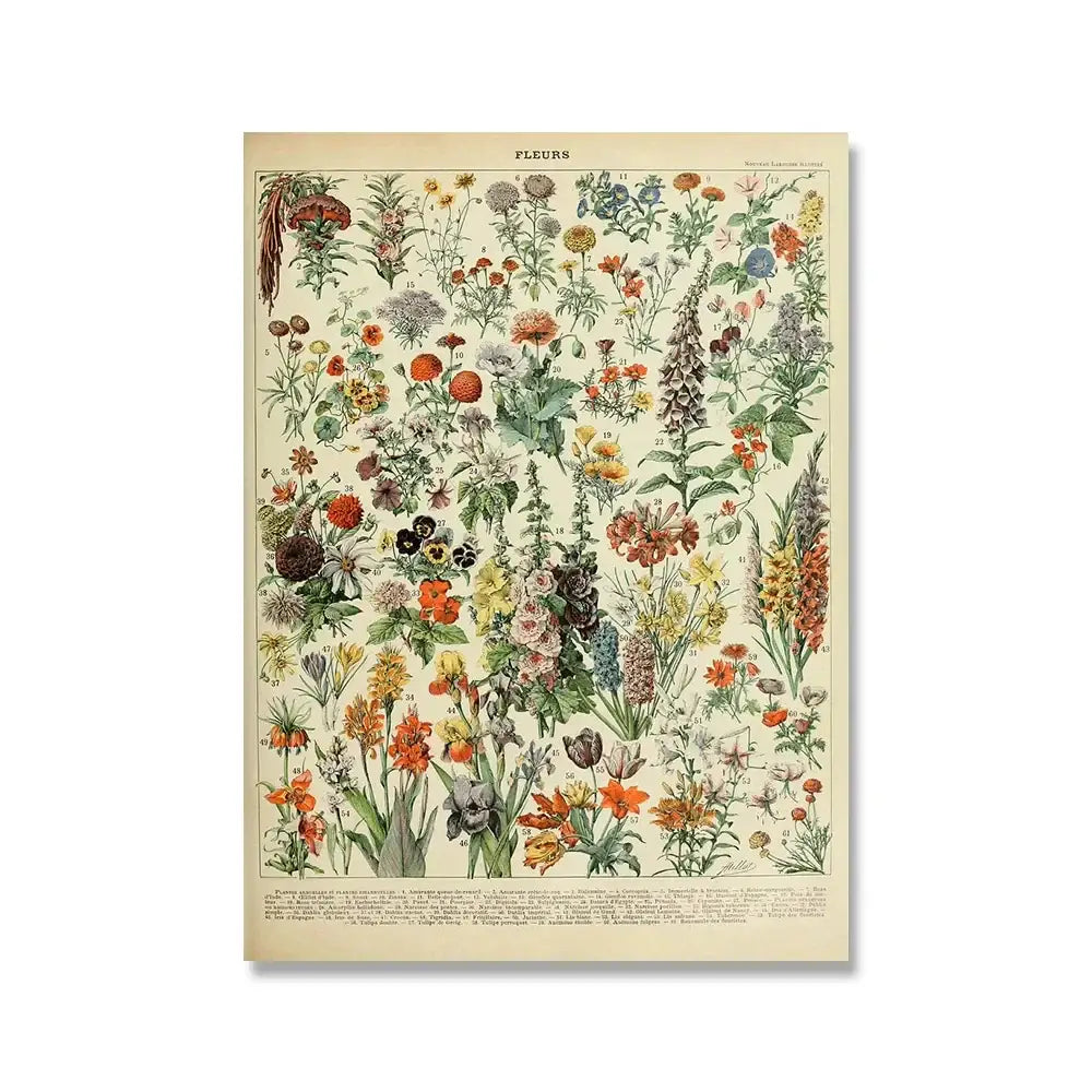 Vintage botanical illustration poster from decorbites featuring colorful flowers on aged cream paper inspired by adolphe millot encyclopedia