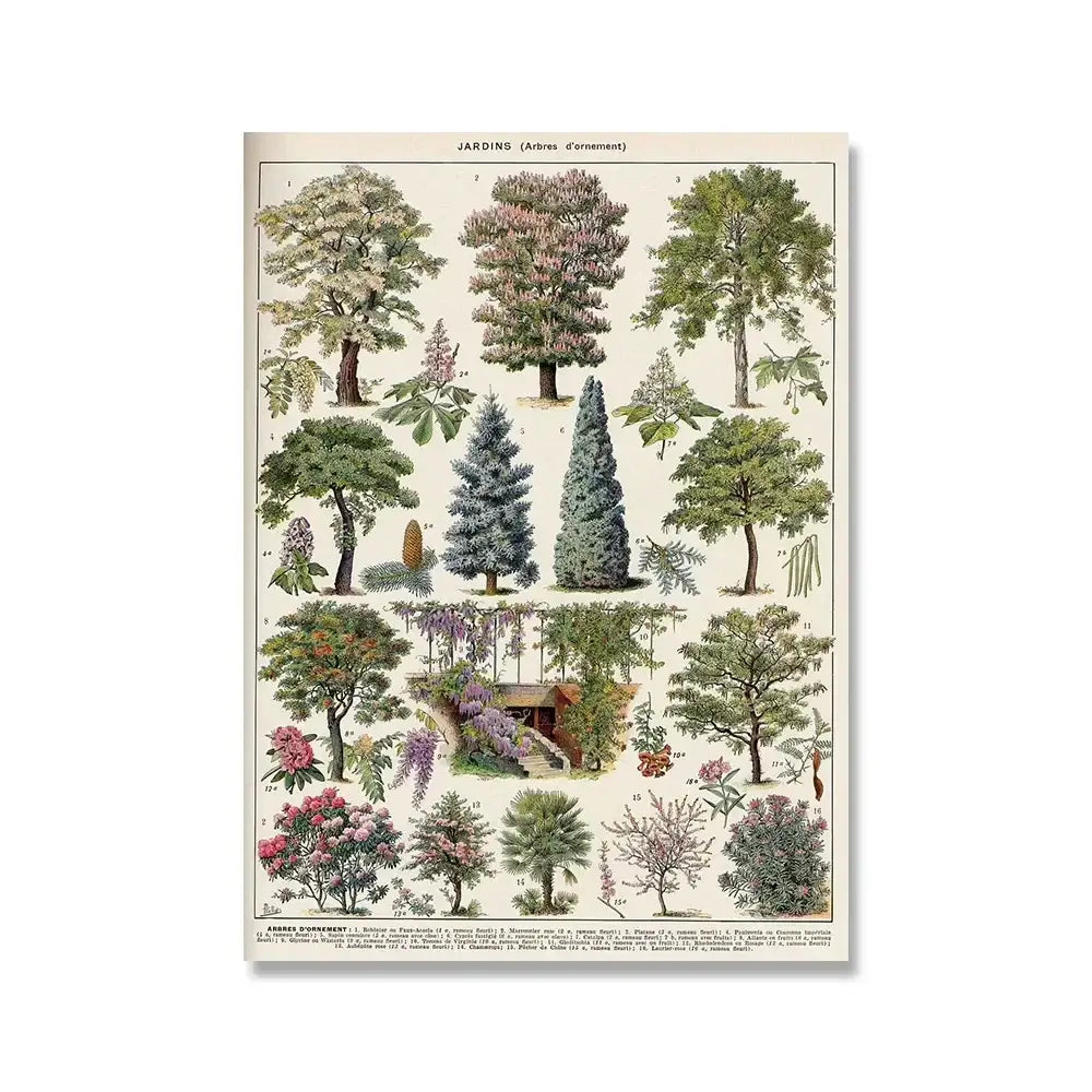 Vintage botanical illustration poster featuring detailed adolphe millot encyclopedia ornamental trees in muted greens and browns