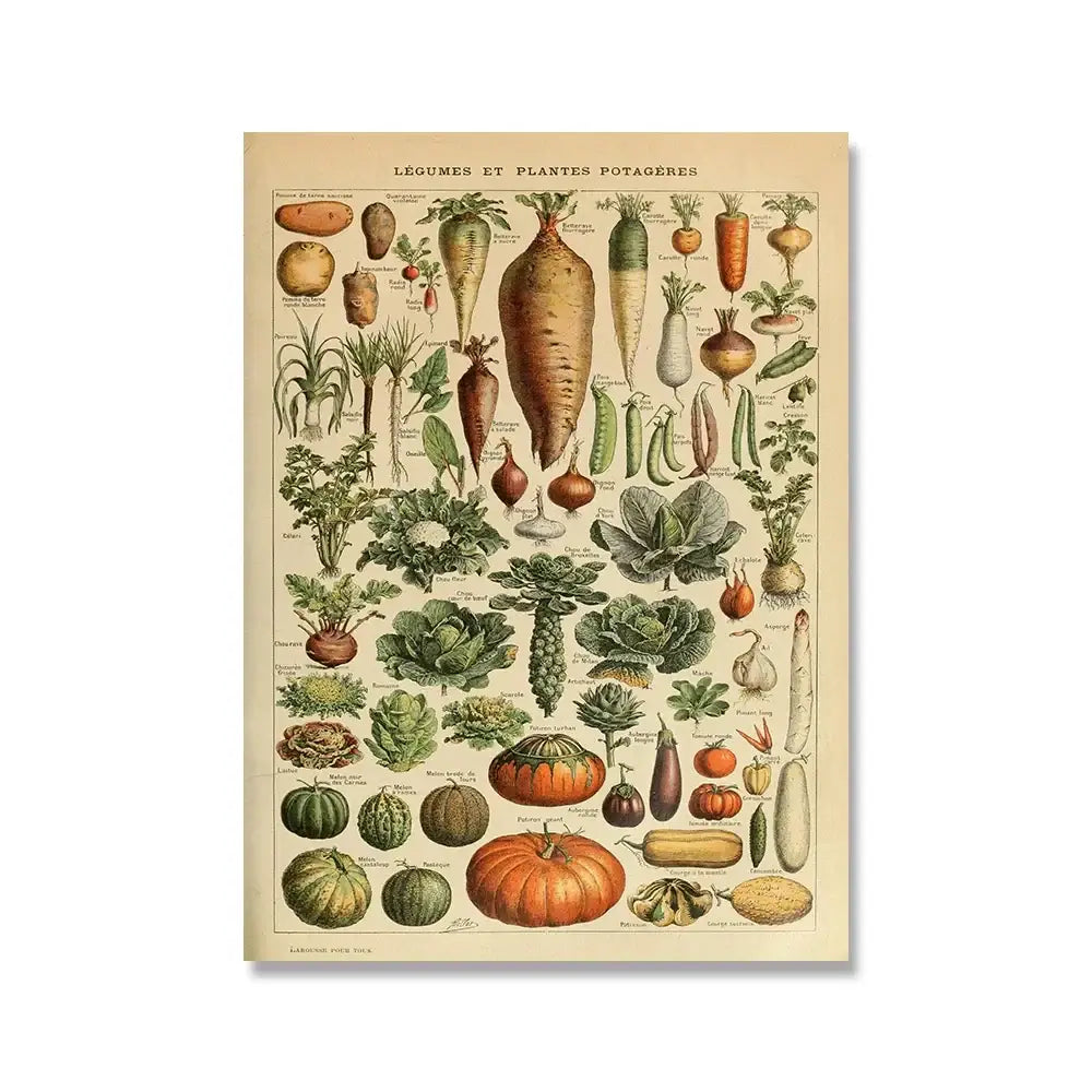 DecorBites™ botanical vintage encyclopedia print wall art featuring adolphe millot root vegetables on parchment paper