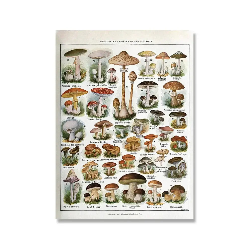 Vintage-style decorbites™ wall art featuring adolphe millot encyclopedia mushroom illustrations in soft earth tones