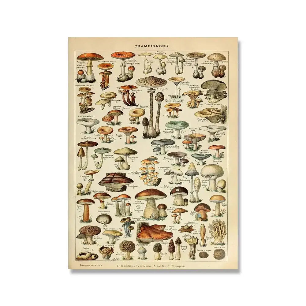 Vintage-style mushroom identification poster in sepia tones with beige border from adolphe millot encyclopedia wall art