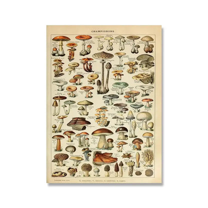 Vintage-style mushroom identification poster in sepia tones with beige border from adolphe millot encyclopedia wall art