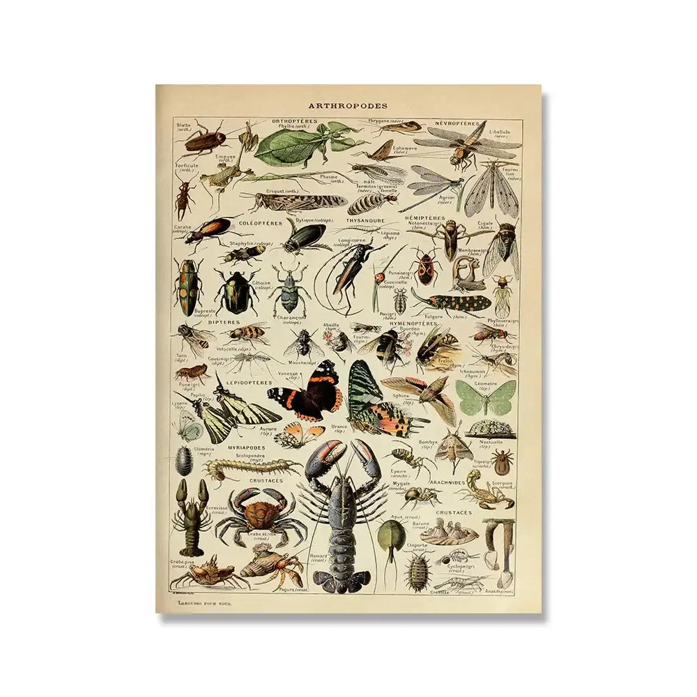 Vintage-style arthropod taxonomy poster with adolphe millot encyclopedia insects and crustaceans on aged parchment paper