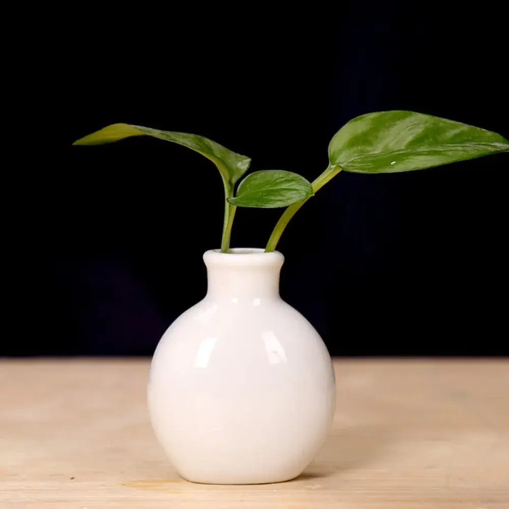 Decorbites™ cute mini ceramic flower vase pot is a small glossy white ceramic flower vase holding two green leaves