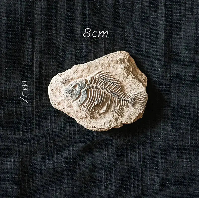 Beige fossil series art refrigerator sticker from decorbites fossil series featuring detailed fossilized fish skeleton design
