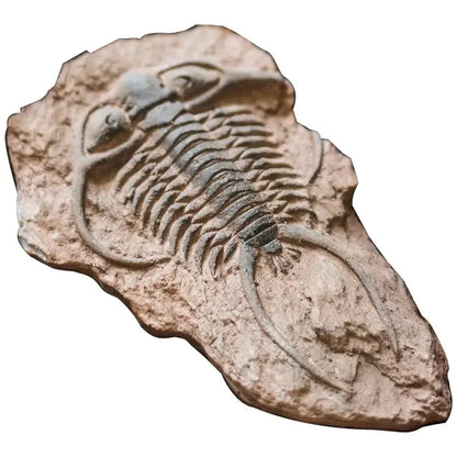 A beige stone slab with a detailed fossilized trilobite imprint in decorbites fossil series art refrigerator stickers