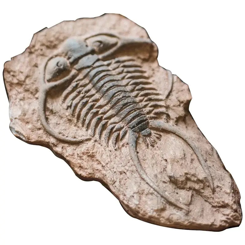 A beige stone slab with a detailed fossilized trilobite imprint in decorbites fossil series art refrigerator stickers
