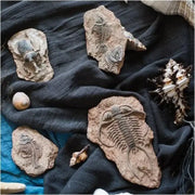 A collection of natural stone fossil series art refrigerator stickers featuring trilobite and prehistoric creatures by decorbites fossil series