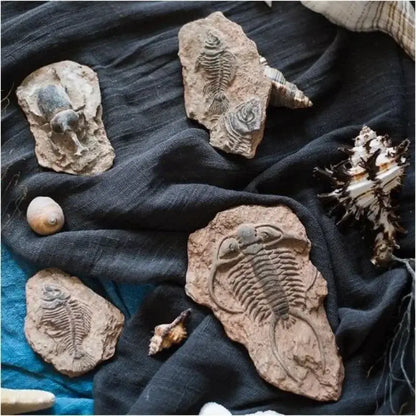A collection of natural stone fossil series art refrigerator stickers featuring trilobite and prehistoric creatures by decorbites fossil series