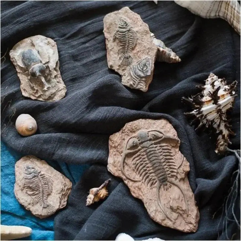 A collection of natural stone fossil series art refrigerator stickers featuring trilobite and prehistoric creatures by decorbites fossil series