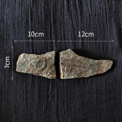 Two fossilized fish specimens in textured stone for decorbites fossil series art refrigerator stickers kitchen decor